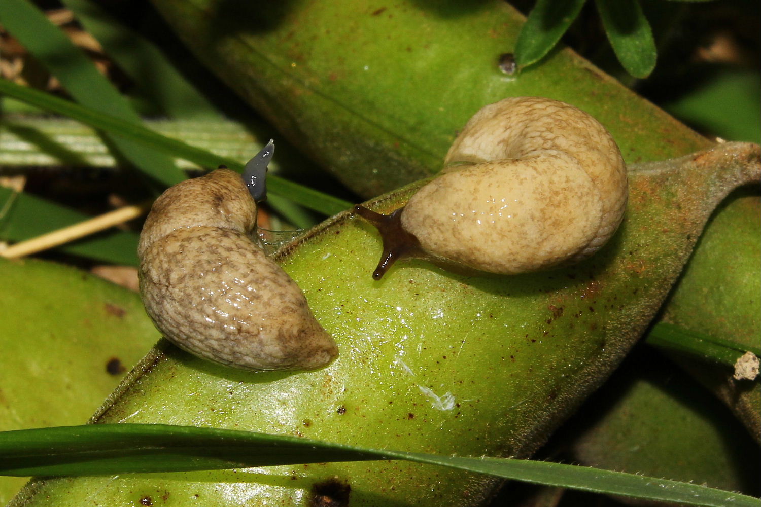 Deroceras cf reticulatum da Fascia (GE)